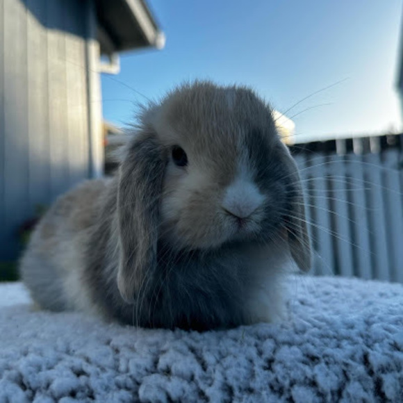 Meet your Posher, Karli - Picture 1 of 1